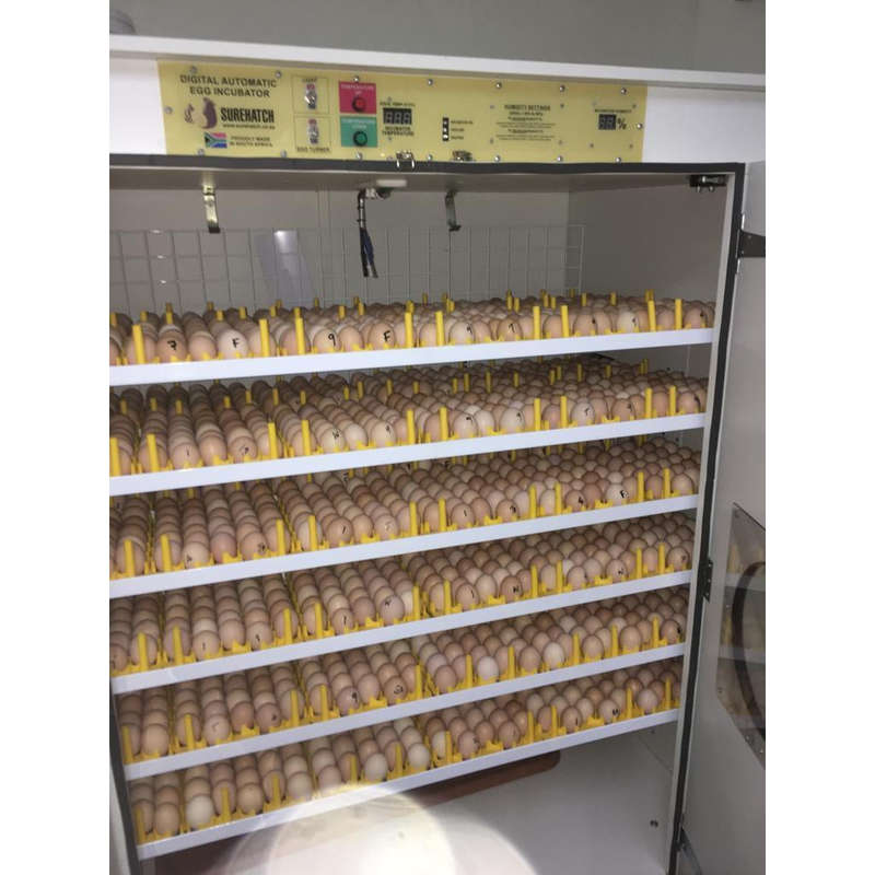 2160 Egg Automatic Setter Incubator - Model SH2160