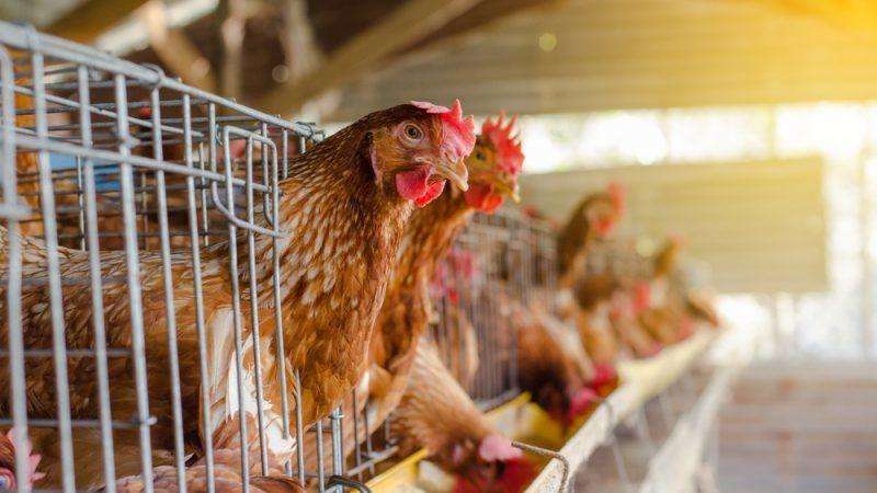 Elite 96 Bird Econo Egg Laying Cage
