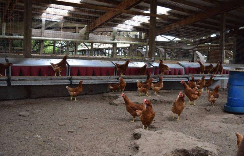 Best-Lay 45 - Nest Box for 45 hens
