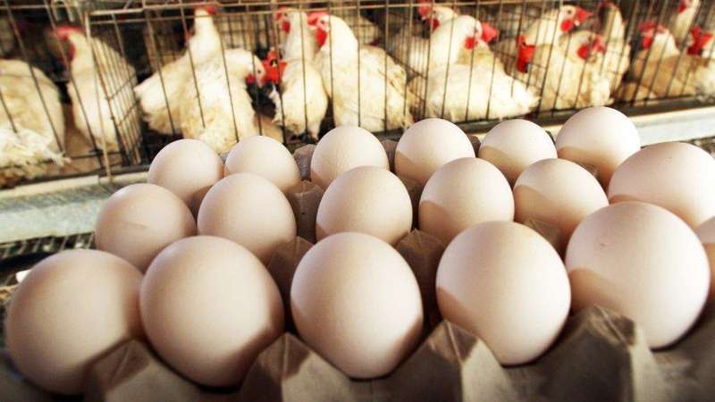 Imali 96 Bird Egg Laying Cage