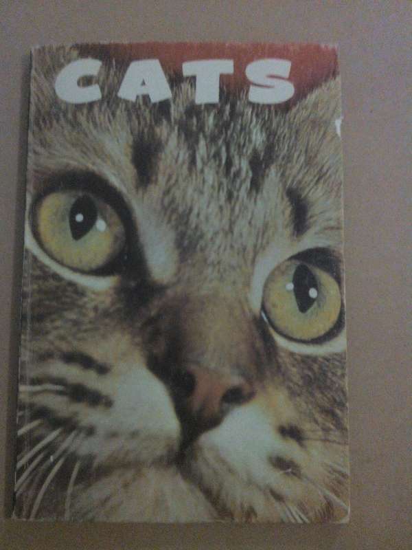 Cats, Louise van der Meid