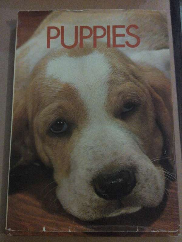 Puppies, Wendy Boorer