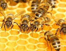 Honey Raw - Honeybush, Lavender, Fynbos