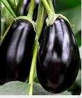 Brinjal  Black Beauty - 200 Seeds - Raw (Untreated)  Open Pollinated