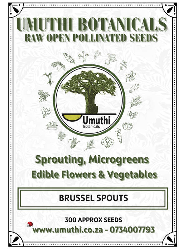 Brussels Sprouts - 200 seeds  - Raw (Untreated) Open Pollinated