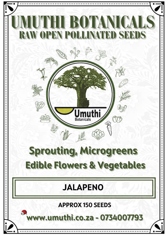 Capsicum Jalapeno M - Approx 140 seeds - Raw Open Pollinated