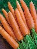 Carrot Nantes - Approx 700 seeds - Raw Open Pollinated (Copy)