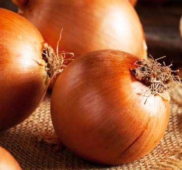 Onion Texas Grano - Approx 125 seeds - Raw Open Pollinated