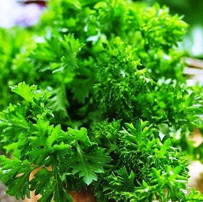 Parsley Champion Moss Curled - Approx 125 seeds - Raw Open Pollinated