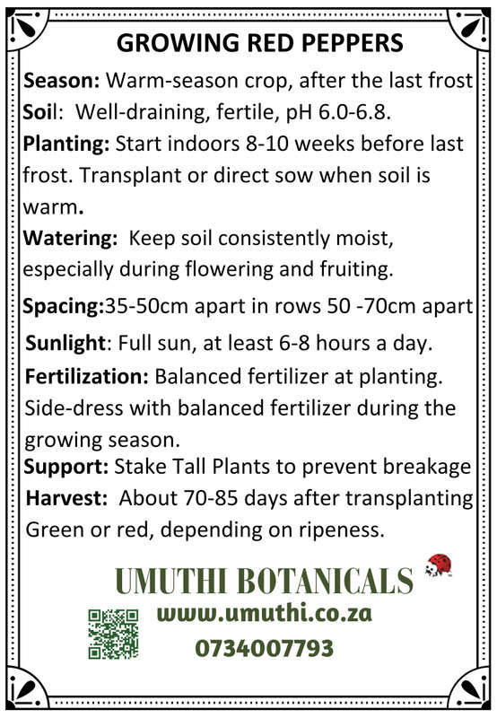 Red bell pepper - Capsicum Santorini - Approx 50 seeds - Raw Open Pollinated