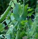 Peas Sugar Snap
