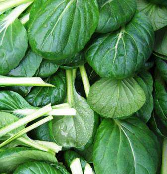 Tatsoi - Approx 150 Seeds - Raw Open Pollinated