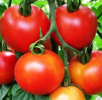 Tomato Money Maker - Approx 125 seeds - Raw Open Pollinated