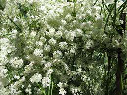Aniseed Seed Oil - Pimpinella anisum - 100% Pure - 100ml