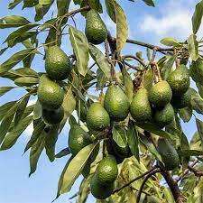Avocado Oil - Persea americana - Cold pressed - Unrefined  - 100% Pure - 200 ml bottle