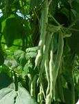Beans - Lazy House Wife - Runner Raw (Untreated) Non GMO seed