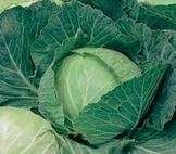 Cabbage Coppenhagen  - 200 Seeds - Raw (Untreated)  Open Pollinated