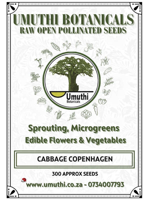 Cabbage Coppenhagen  - 200 Seeds - Raw (Untreated)  Open Pollinated