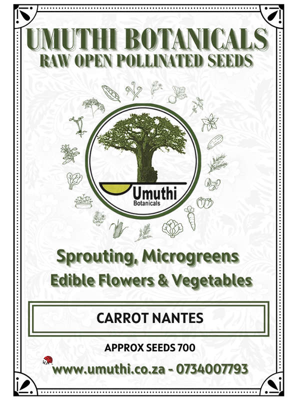 Carrot Nantes - Approx 700 seeds - Raw Open Pollinated (Copy)