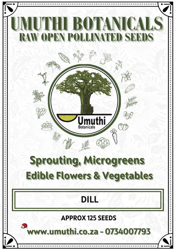 Dill - Approx 125 Seeds - Raw Open Pollinated