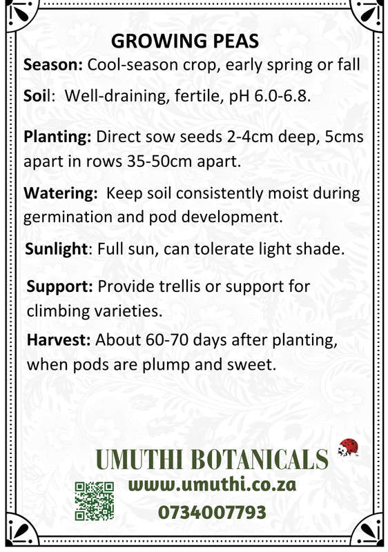 Peas Greenfeast - 30 seeds - Raw Open Pollinated