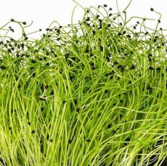 LEEKS- Allium ampeloprasum