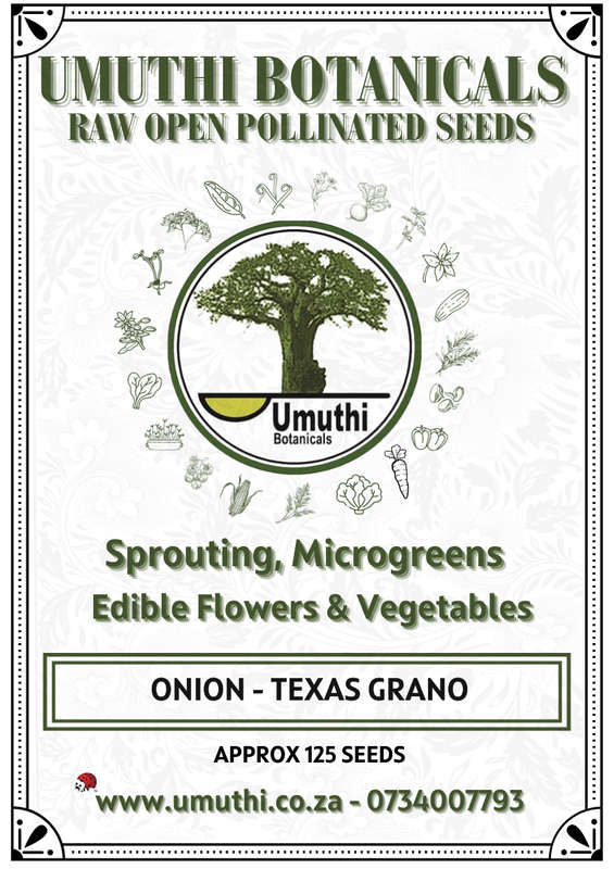 Onion Texas Grano - Approx 125 seeds - Raw Open Pollinated