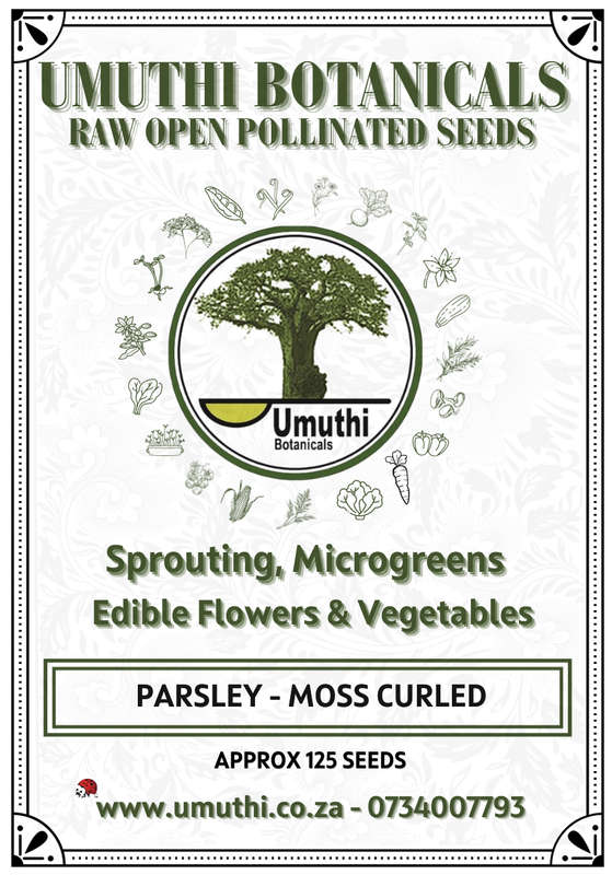 Parsley Champion Moss Curled - Approx 125 seeds - Raw Open Pollinated