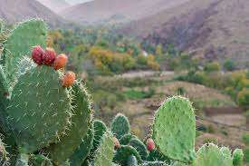 Prickly Pear Oil - Opuntia basilaris P. - 100%  Pure Cold Pressed