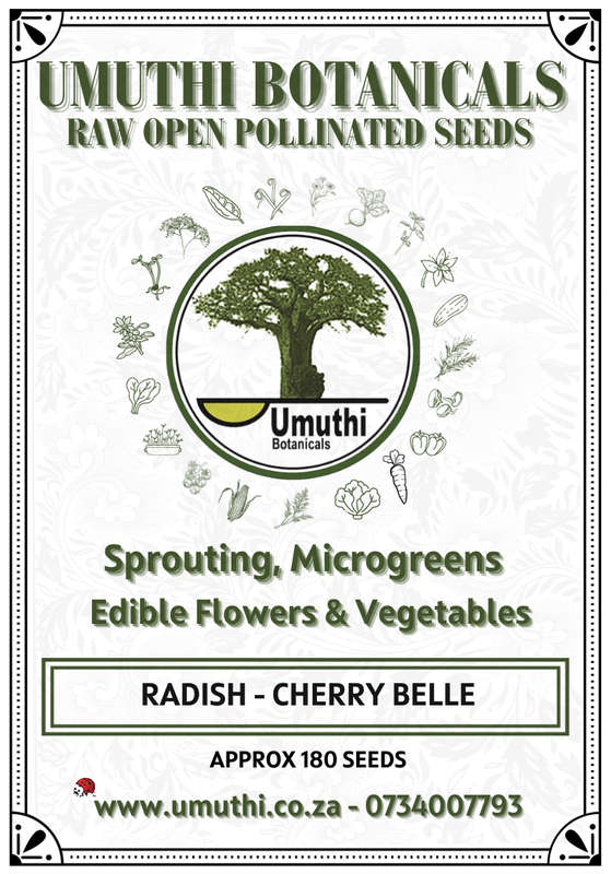 Radish Cherry Belle - Approx 180 seeds - Raw Open Pollinated