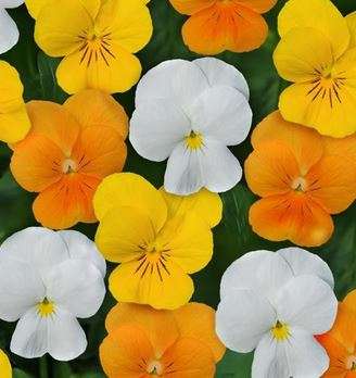 VIOLA SORBET citrus mix - Seeds Untreated Edible flowers - 50 seeds