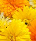 CALENDULA BON BON MIX  - Untreated Ebible Flowers Seeds x 50 seeds