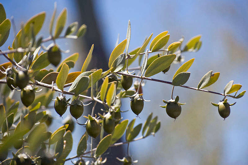 JOJOBA OIL - Simmondsia chinensis - 500 ml bottle