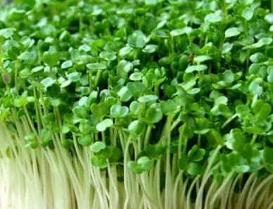 Alfalfa - Medicago Sativa - Microgreen - Untreated