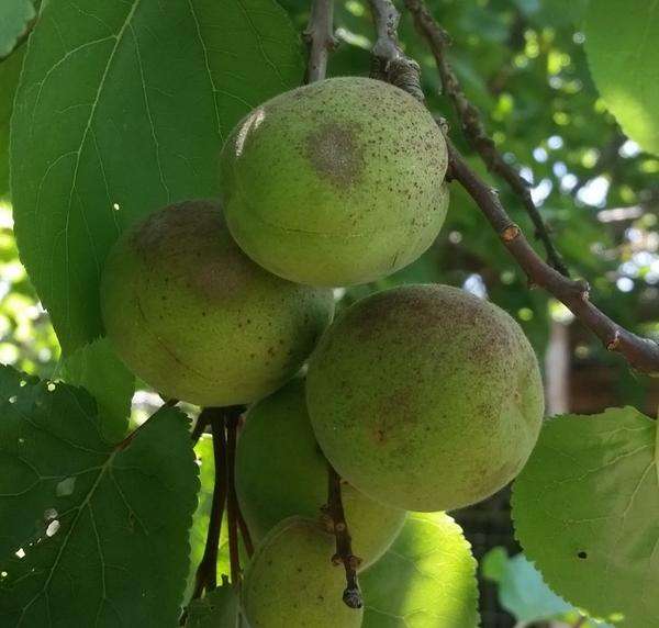 Apricot Kernel Oil prunus armeniaca - Cold Pressed - 100% Pure - 100 ml bottle
