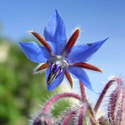 BORAGE OIL - Borago officinalis - 100% Pure