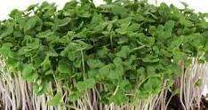 BROCCOLI  - Brassica Oleracea -  Microgreen Seeds - Untreated Open Pollinated