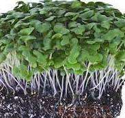 CHINESE CABBAGE Heirloom SEEDS - Brassiica Rapa Subspecies Chinensis - Untreated Microgreens