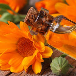 CALENDULA OIL  Calendula officinalis -  Infused in Sunflower Oil.