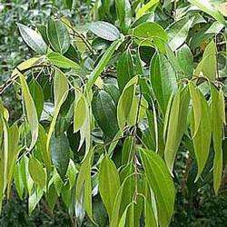 CASSIA OIL - Cinnamomum cassia - 100% Pure - 10ml