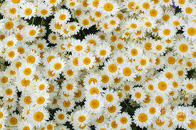 CHAMOMILE -  Edible flowers - 5g