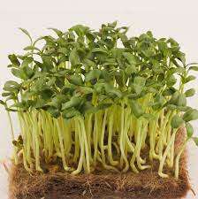 FENUGREEK  SEEDS - Trigonella Foenum-Graecum - Conventional  Untreated  - Microgreens
