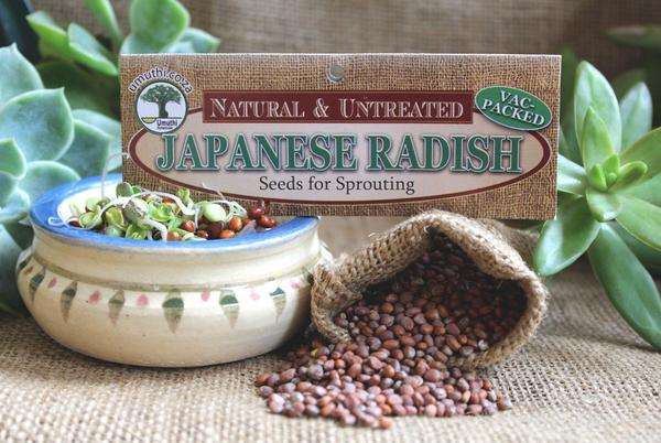 Radish Japanese (Daikon) - Raphanus Sativus - Natural & Untreated - Sprouting - 500g