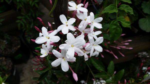JASMINE BLEND OIL  - Standardized Oil