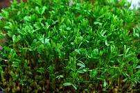 LENTILS, BROWN/BLACK - Conventional  Untreated - Microgreen Seeds