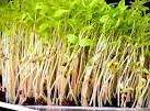 MUNG BEANS - Sprouting Seeds - Vigna Radiata - Natureal & Untreated - Microgreens