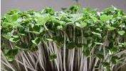 MUSTARD (BLACK) SEEDS - Brassica Juncea -Untreated