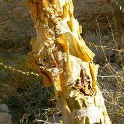 MYRRH OIL - Commiphora myrrha - 10ml