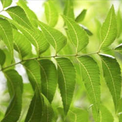NEEM OIL (SEED) - Azadirachta indica