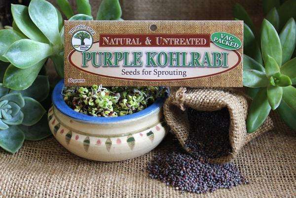 PURPLE KOHLRABI SPROUTING SEEDS - Brassica Oleracea - Natural & Untreated - Microgreens - 100g